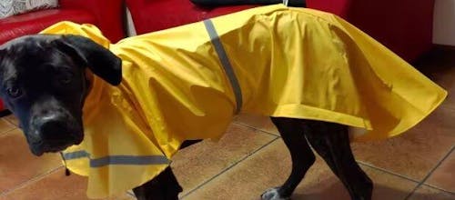 Wasserabweisender Regenmantel - Endlich Schluss mit nassem Fell und Schmutz