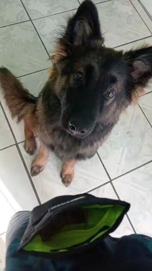 Leckerlibeutel für unterwegs - ideal fürs Training & Spaziergänge