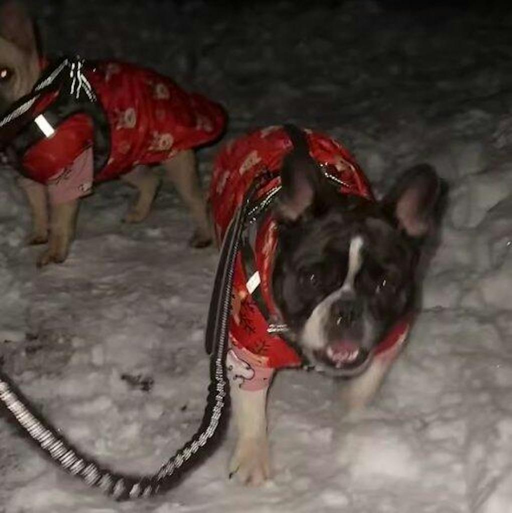 Hunde Wintermantel mit Leinenring - wasserabweisend, warm & mit Leinenring