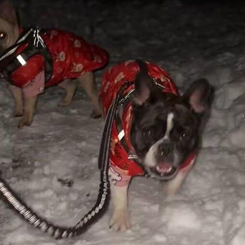 Winter Hundejacke - wasserabweisend, warm & mit Leinenring