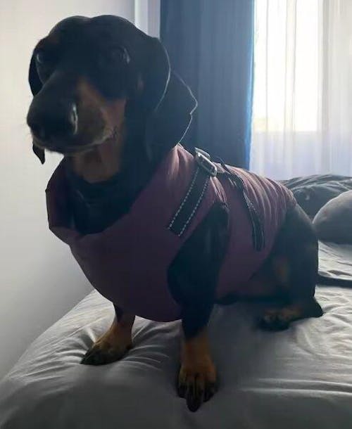 Warmer Hunde Wintermantel - mit integriertem Geschirr