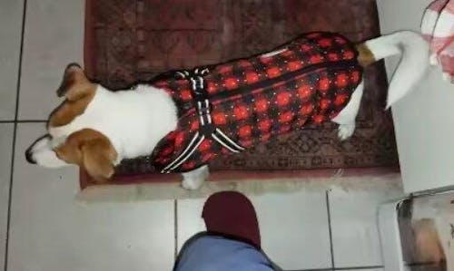 Warmer Hunde Wintermantel - mit integriertem Geschirr