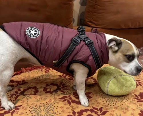 Warmer Hunde Wintermantel - mit integriertem Geschirr