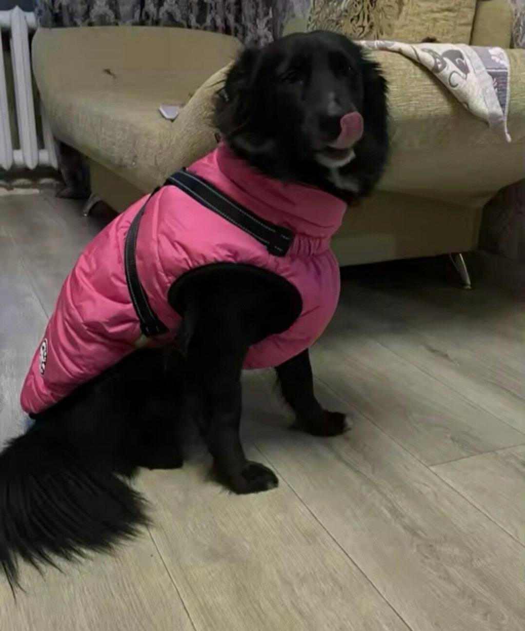 Warmer Premium Hunde-Wintermantel - mit integriertem Geschirr