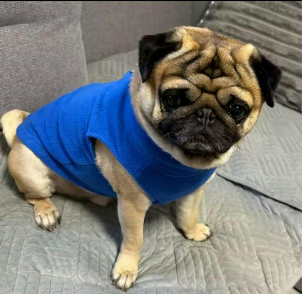 Übergangsweste aus Fleece mit integriertem Leinenring