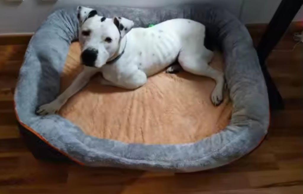 Orthopädisches Hundebett - Entlastet Gelenke & Rücken