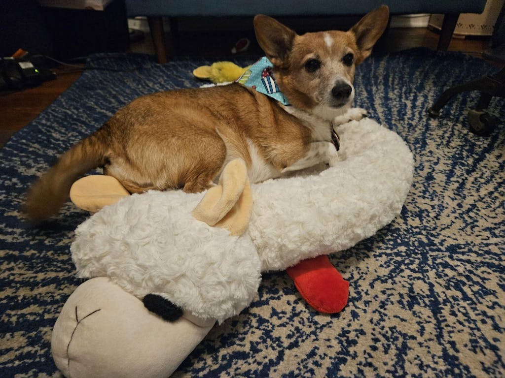 Multipet Lamb Chop Dog Bed Medium Bark & Beyond