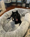 Giant Human Dog Bed