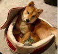 Japanese Ramen Noodle Cup Dog  Bed