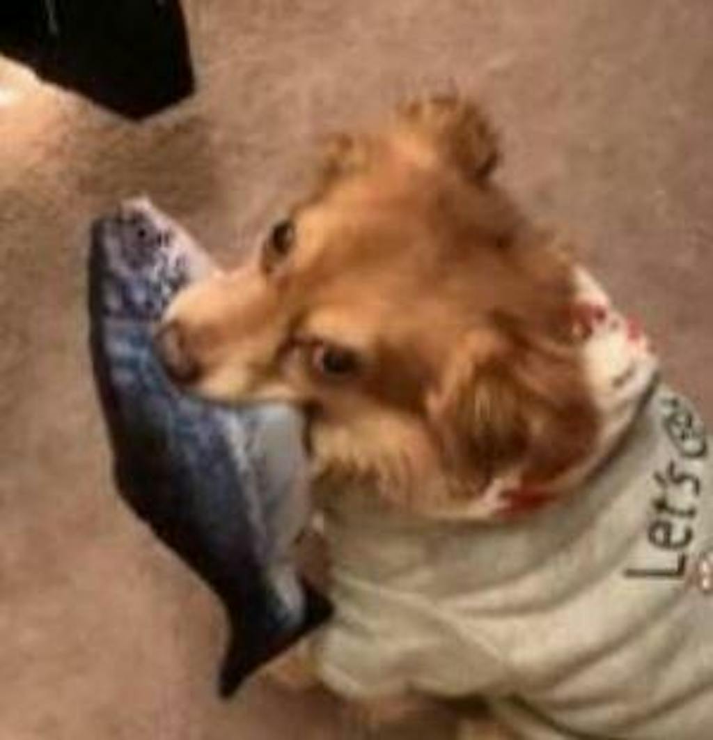 Upgraded Interactive Flopping Fish Dog & Lobster Toy Barkermeow