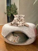The Peek-A-Boo Cat Donut Cave Tunnel Bed