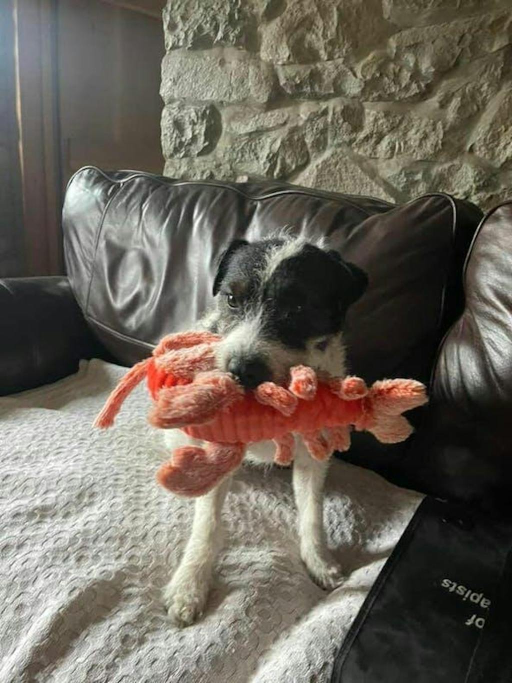 Upgraded Interactive Flopping Fish Dog & Lobster Toy Barkermeow