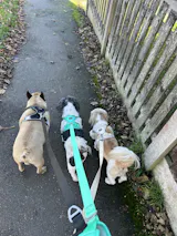 Pawpermint Harness