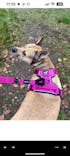 Fuchsia TuffWear Harness