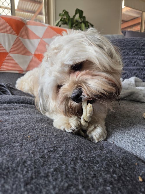 Barknlicious Australia