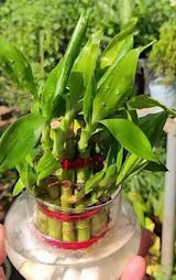Lucky Bamboo – Stalks