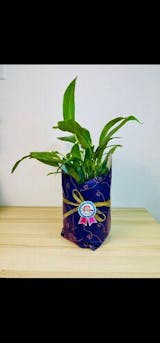 Anthurium White (Flamingo Flowers)