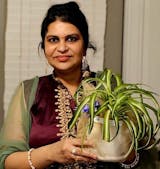 Spider Plant 'Bonnie'