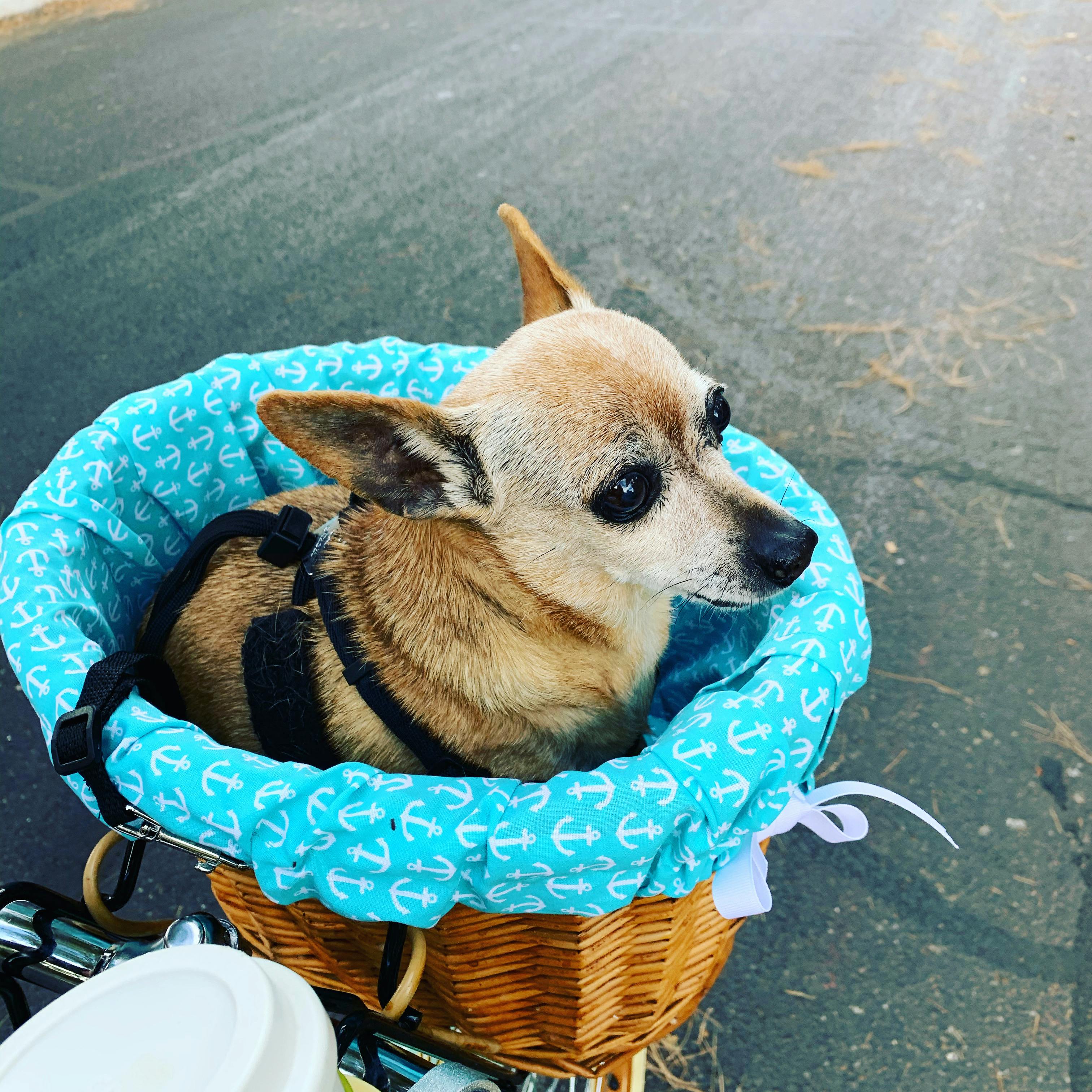 beach and dog basket