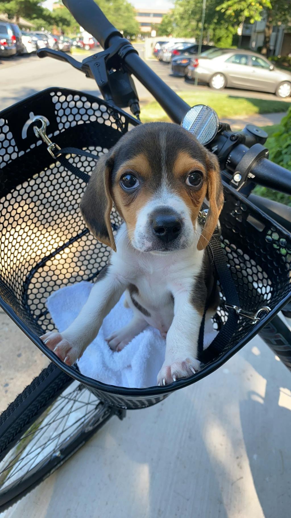 Adjustable Basket Leash Beach and Dog Co