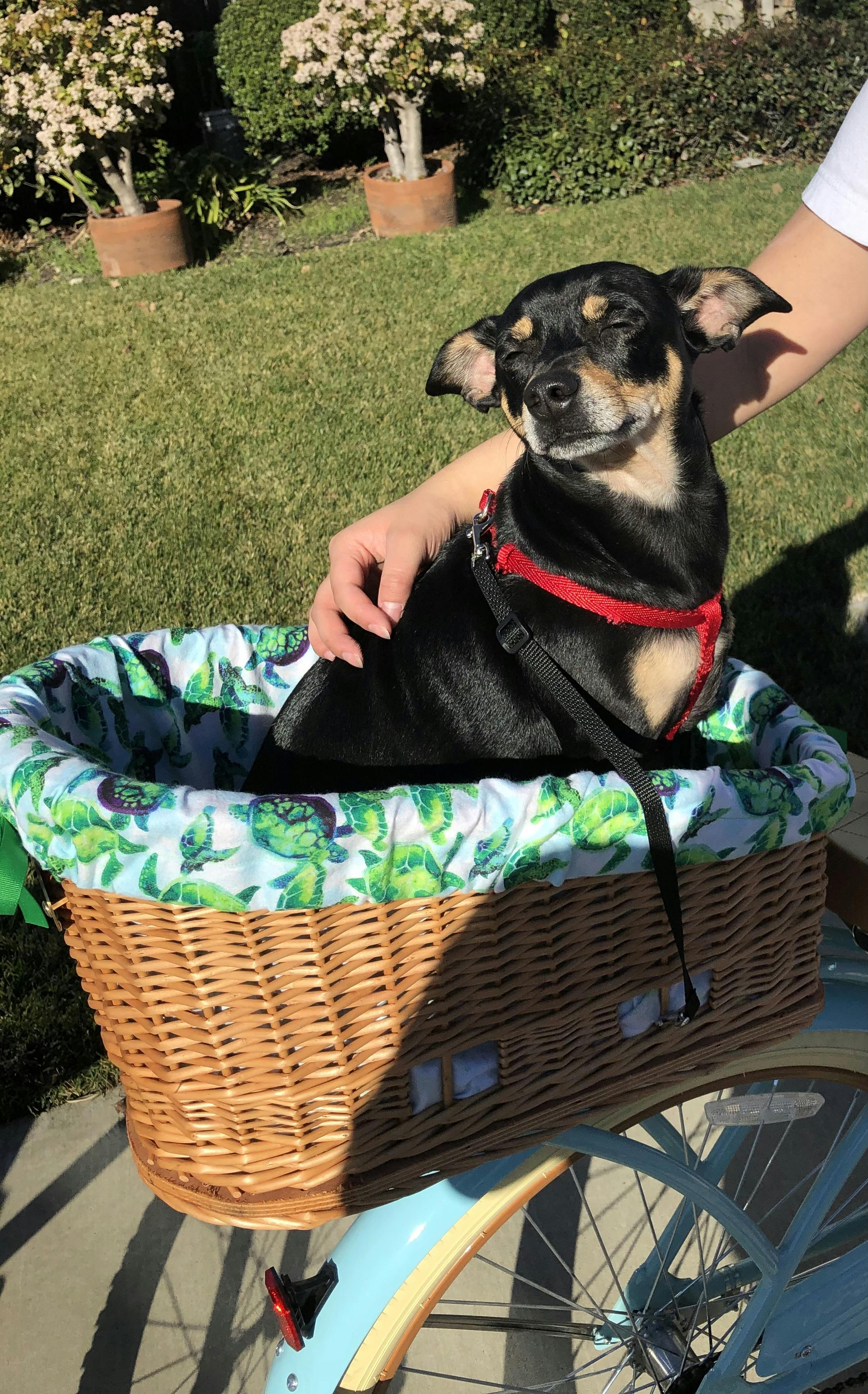 sturdy bike basket