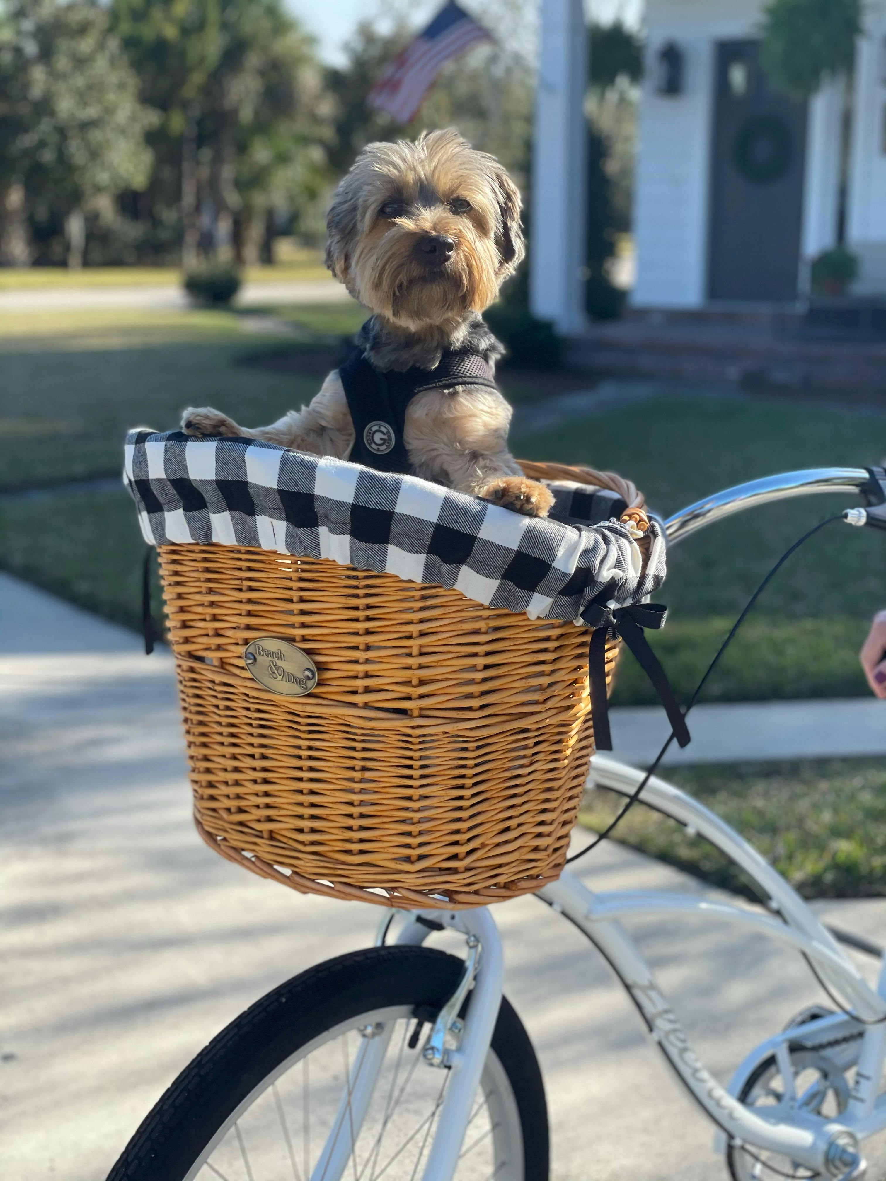 beach and dog basket