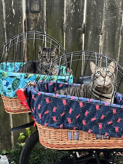 Bicycle Basket Cat Carrier For Bike Riding Bike Baskets For Dogs