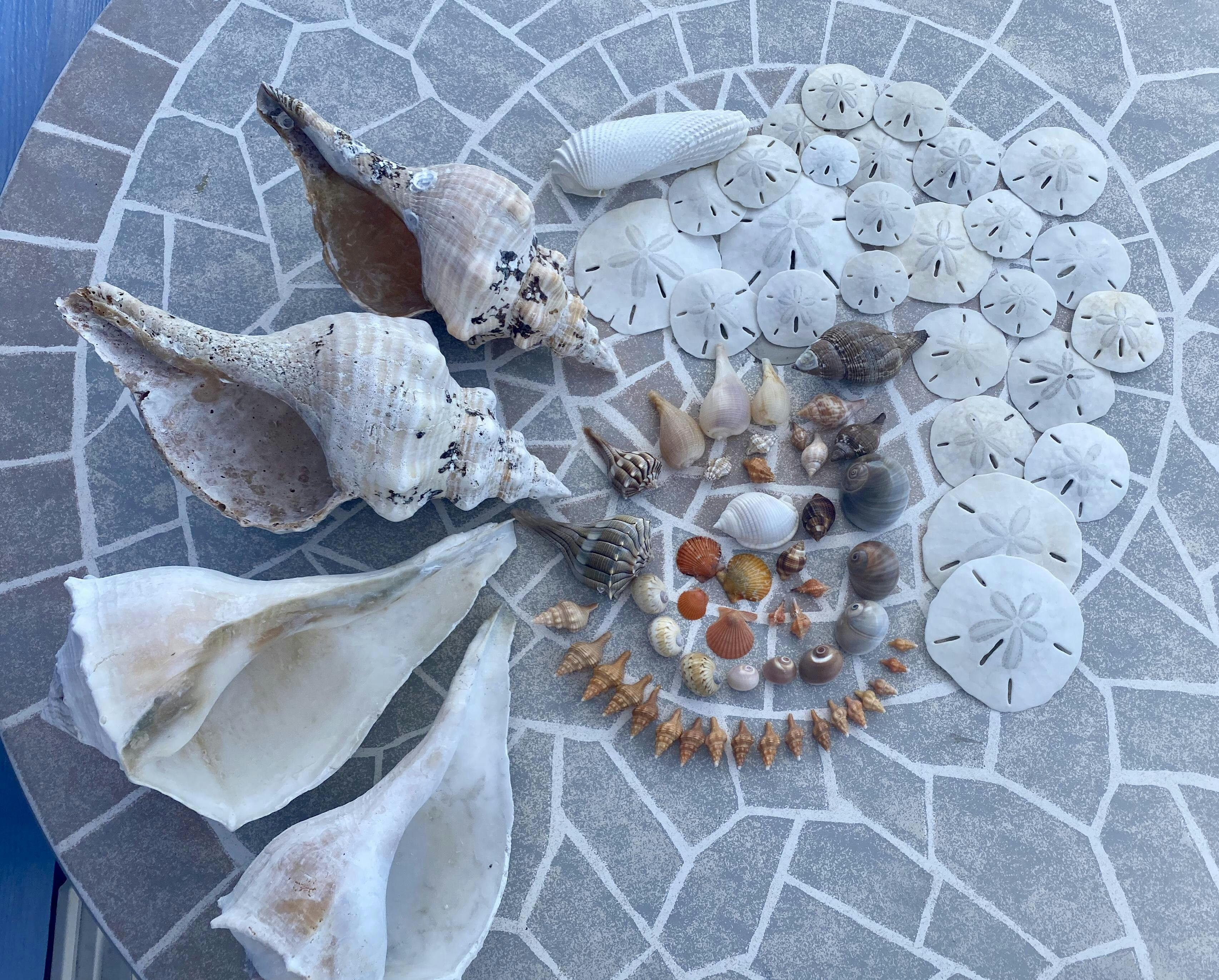 Stone Crabs Of Satellite Beach – Beachcombing Magazine