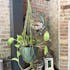 Macrame Plant Hanger macrame for Indoor Plants and Home Decor I15