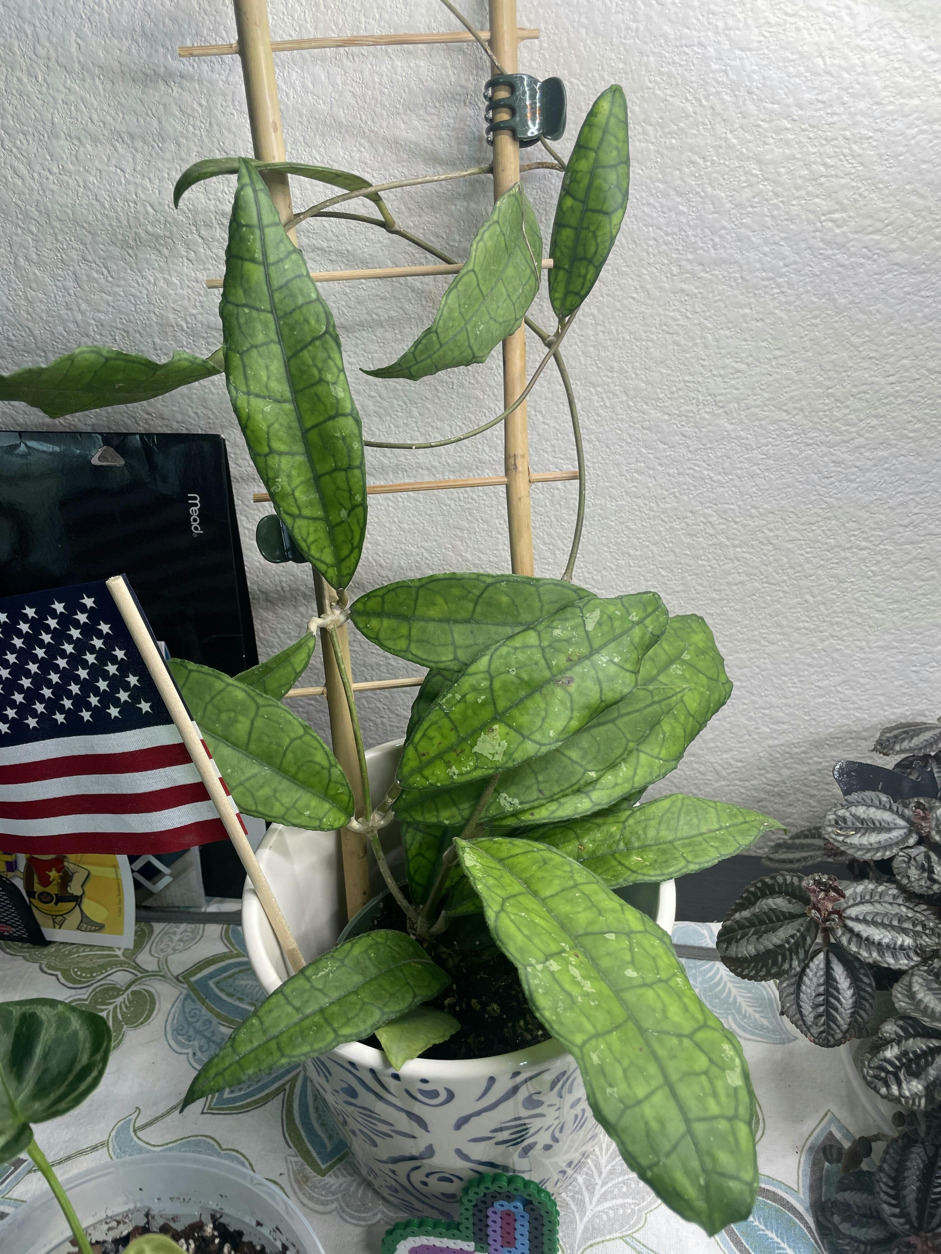 Monstera Aurea 4" Pot Bearded Garden