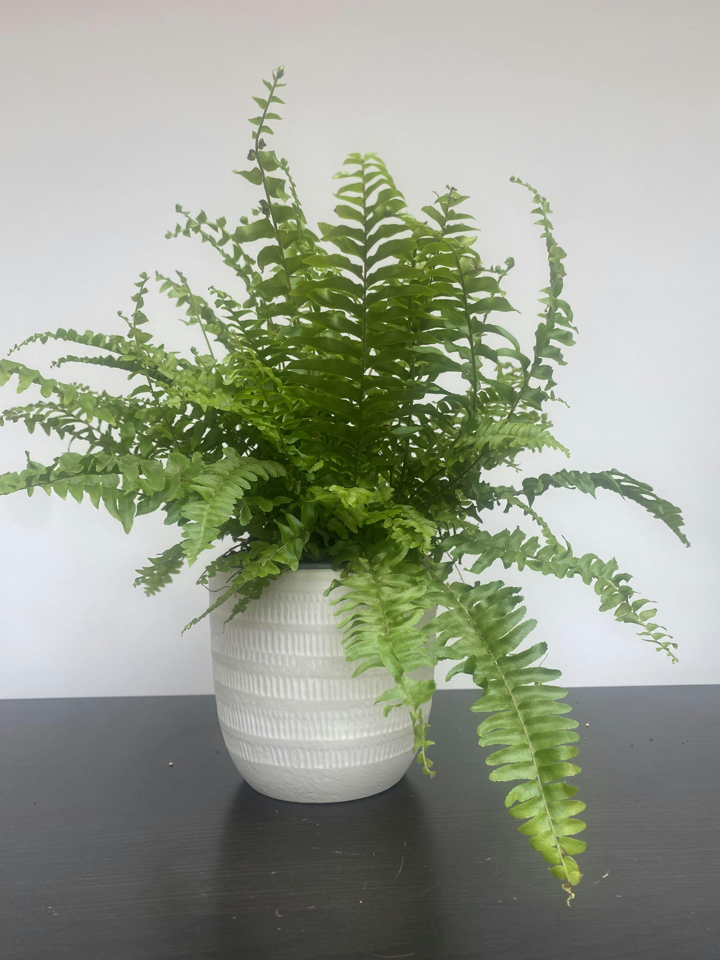 Boston Fern | Beards & Daisies