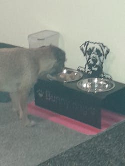 Border Terrier Dog Personalized Name Pet Food Bowl Holder