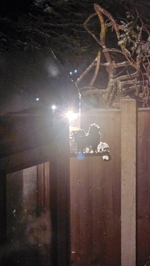 Pomeranian Metal Hanging Bracket Plant Stand