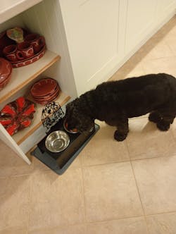 Cocker Spaniel Personalized Name Pet Food Bowl Holder