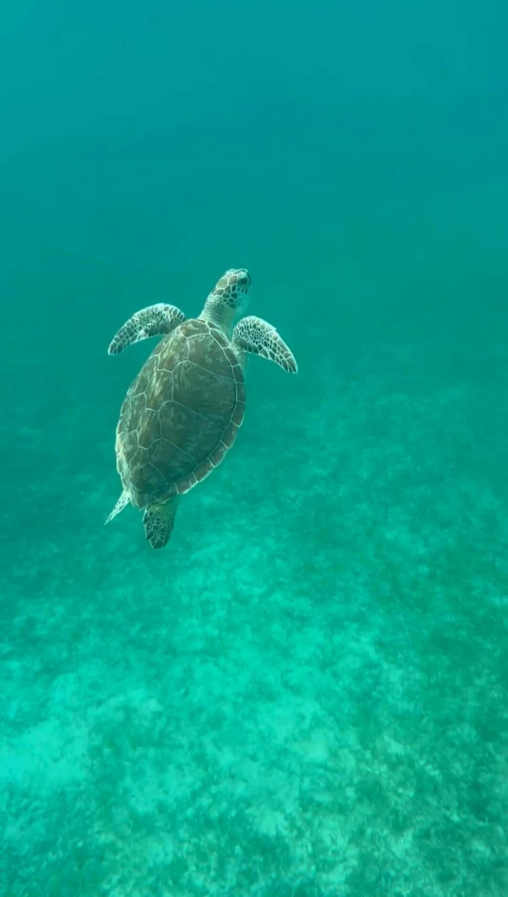 Beeasy Best Universal Underwater Phone Case for Snorkeling