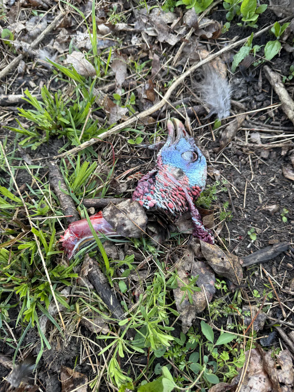 G5 Dirty Bird Broadhead | BeeReal Custom
