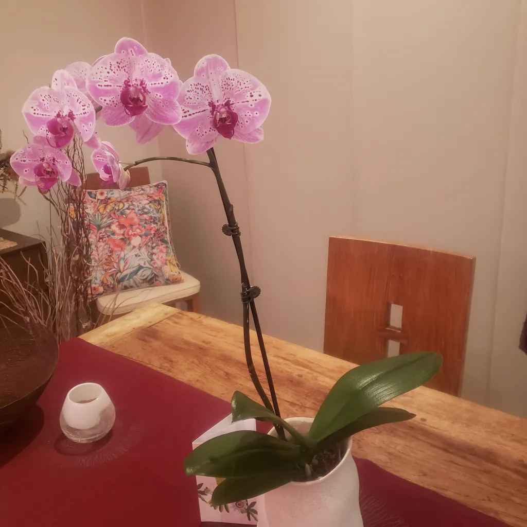 Orchid in Cream Planter