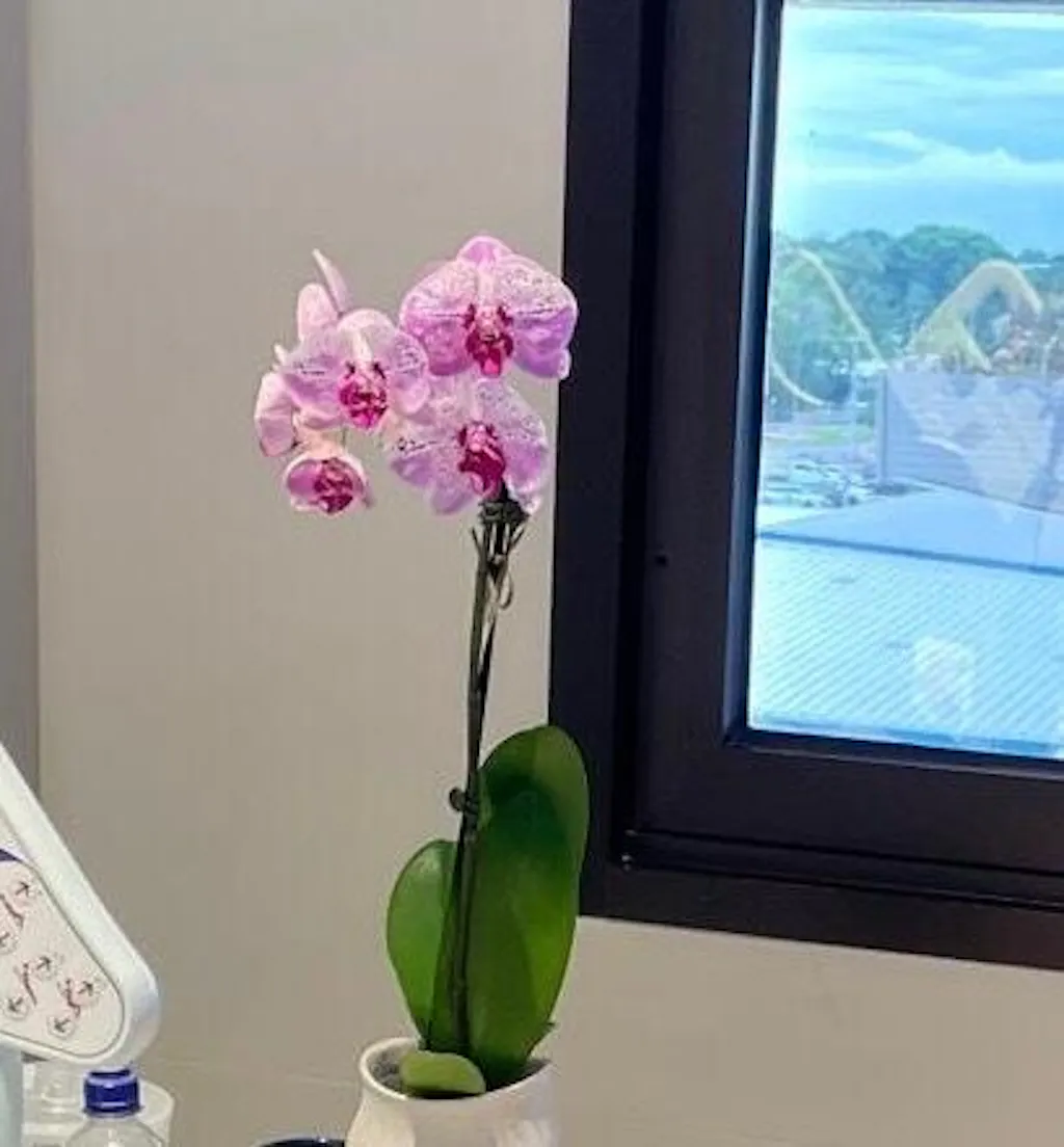 Orchid in Cream Planter