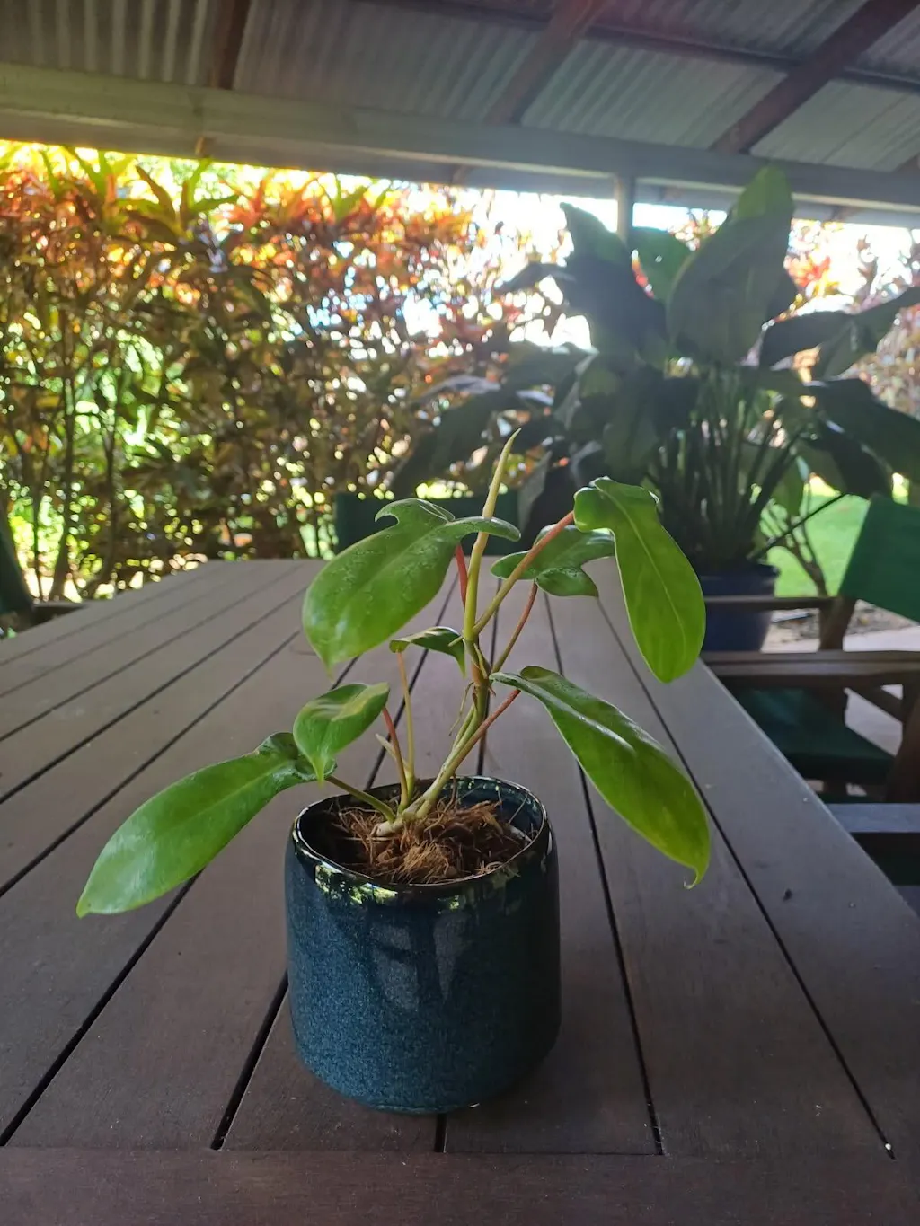 Navy Pot Plant + Chocs