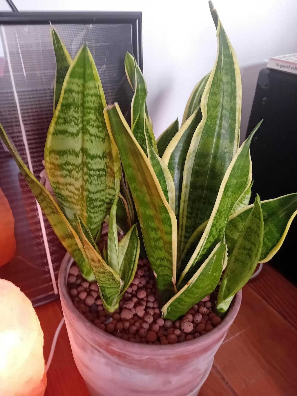 Sansevieria Superba