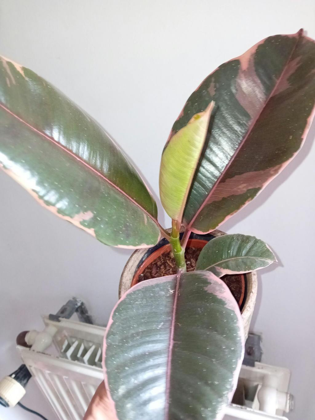 Ficus Elastica Belize