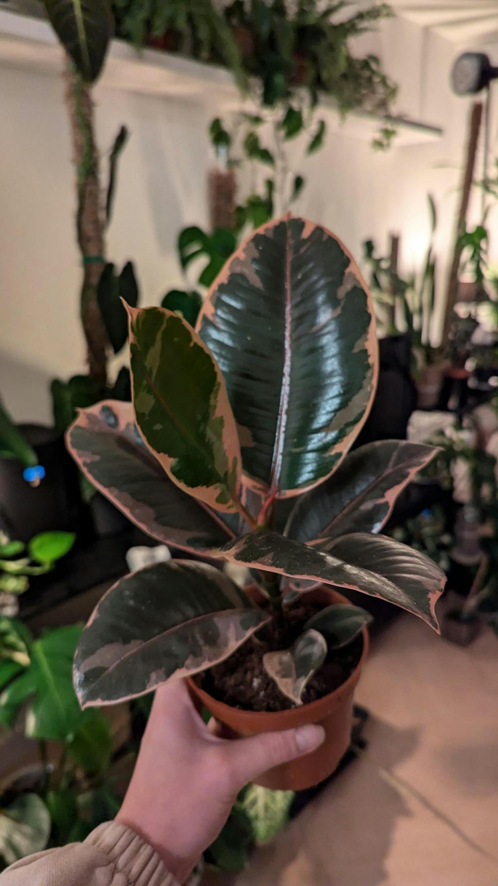 Ficus Elastica Belize
