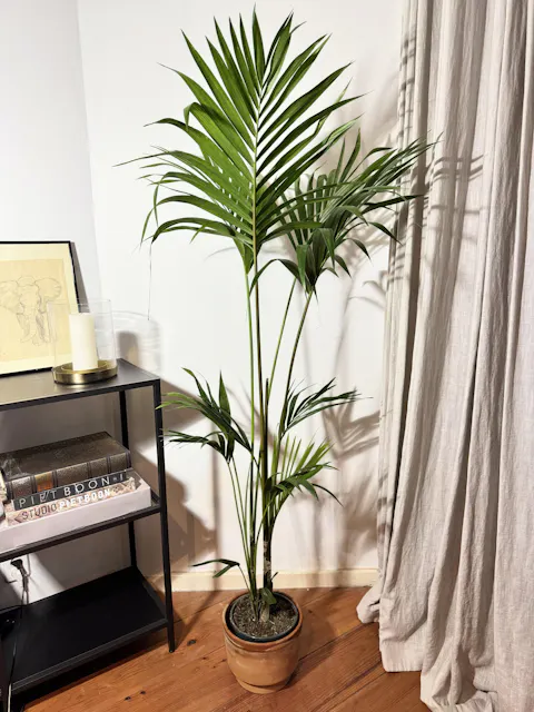 Kentia palm (XL)