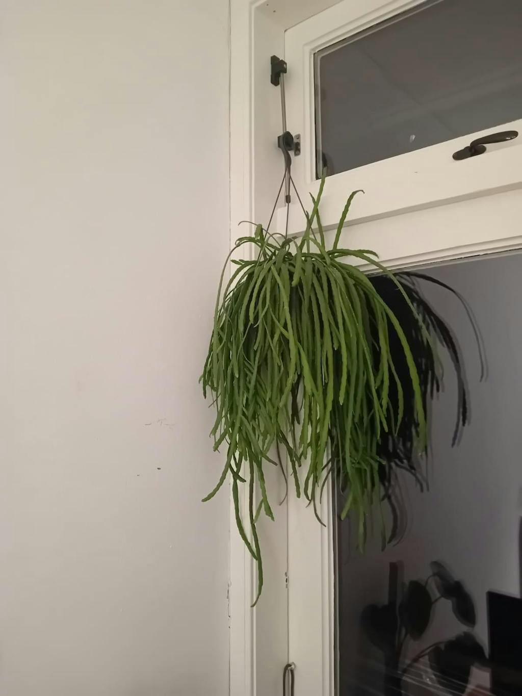 Boliviaanse Koraalcactus (Hangpot)