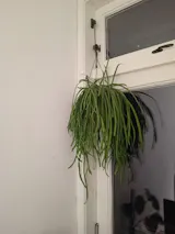 Boliviaanse Koraalcactus (Hangpot)