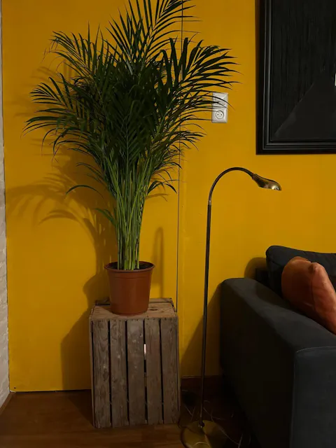 Areca Palm (L)