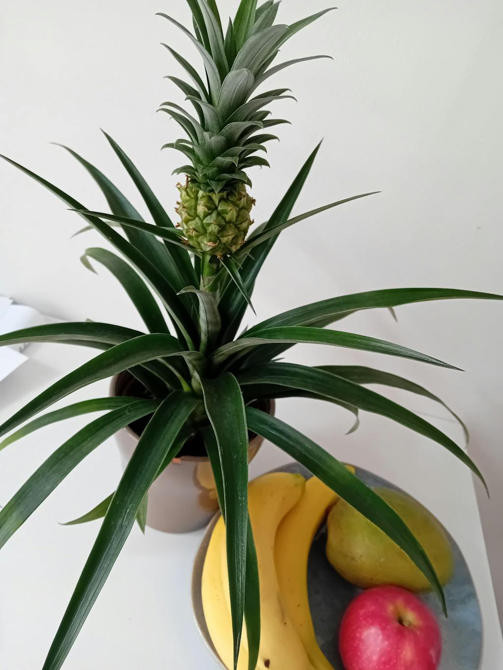 Ananasplant