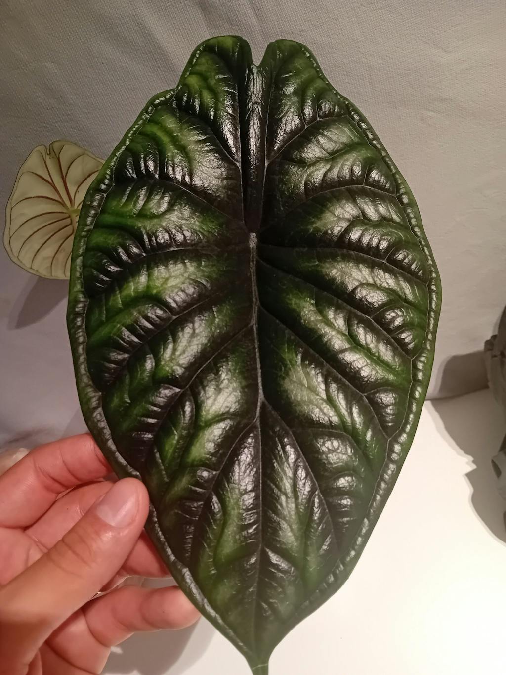 Alocasia Dragon Scale