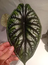 Alocasia Dragon Scale