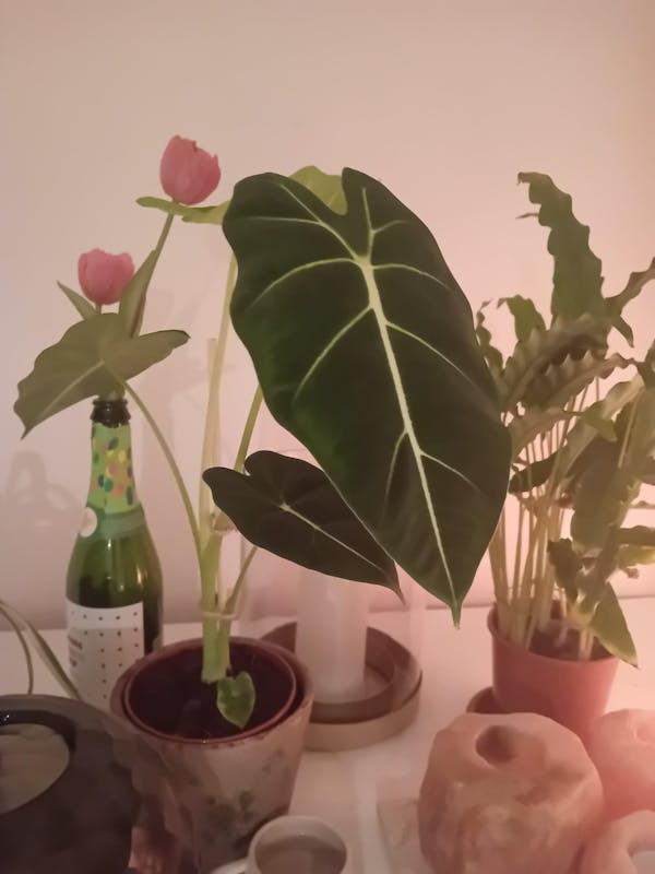 Alocasia Frydek